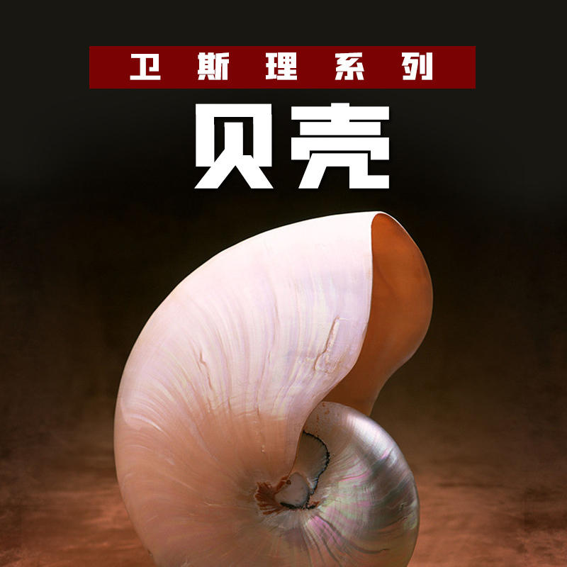 有声小说《卫斯理之贝壳》MP3免费打包下载 54集